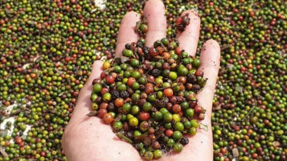 Giá tiêu hôm nay 10/3/2025: Cao nhất đạt mức 162.000 đ/kg