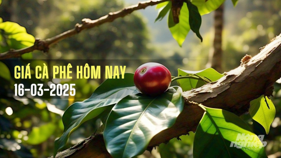 Giá cà phê hôm nay 16/3/2025: Trong nước tuần này vẫn tăng