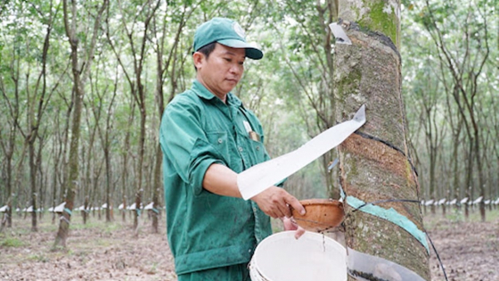 Giá cao su hôm nay 7/4/2025: Thị trường ổn định