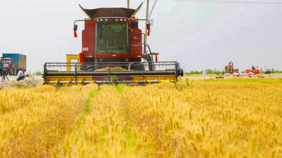 Xinjiang’s 400-hectare desert wheat harvest is a milestone in China’s ...