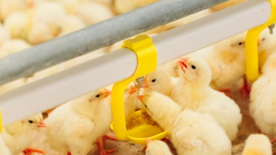 Patterns of feed intake linked to broiler growth performance