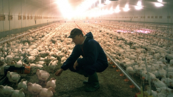 Clean feed boosts poultry nutrition, gut health, and performance