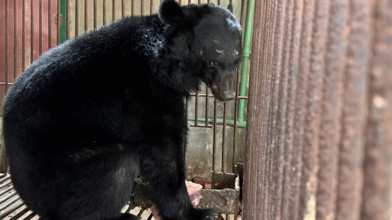 Animals Asia receives a moon bear from Lao Cai