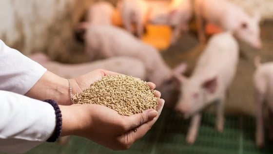 Utilizing protein by-products from slaughterhouses as animal feed