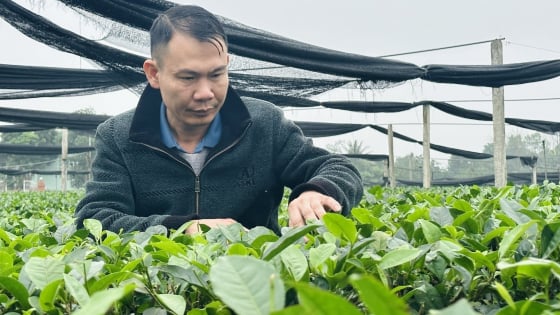 Bí kíp bón phân hữu cơ cho dòng chè trung du cổ