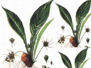 Hồi đầu thảo trị cao huyết áp