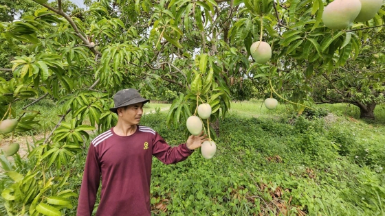 Lợi ích trồng xoài theo hướng IPHM