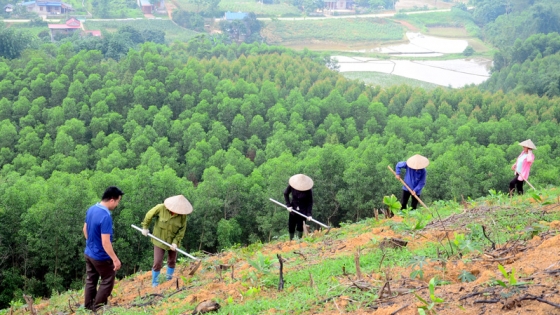 Thêm một mùa trồng rừng thắng lợi