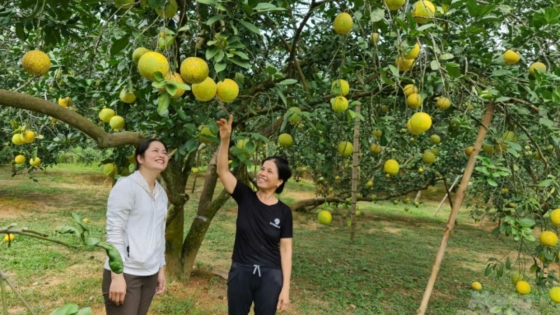 Hàng vạn quả bưởi Soi Hà đã lên đường sang Anh quốc