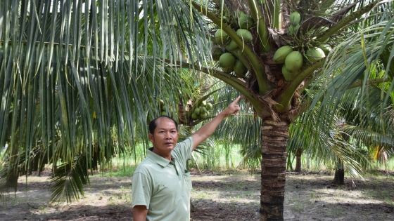 Canh tác dừa theo hướng hữu cơ cung ứng cho thị trường xuất khẩu