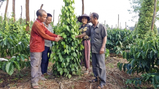 Đa lợi ích từ vườn cây đa canh trồng theo hướng hữu cơ