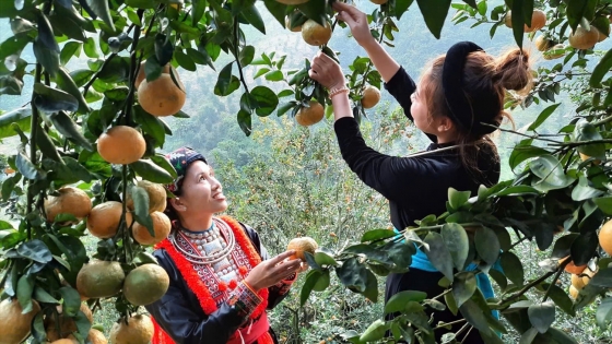 Bảo vệ những vùng cam đặc sản