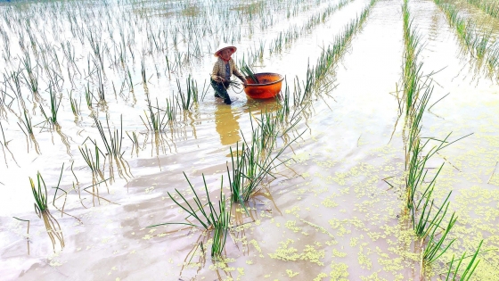 Nhộn nhịp mùa năn bộp