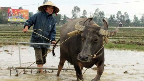 Thời tiết nông vụ ngày 12/02/2025: Nông dân Bắc bộ ra đồng trong mưa rét