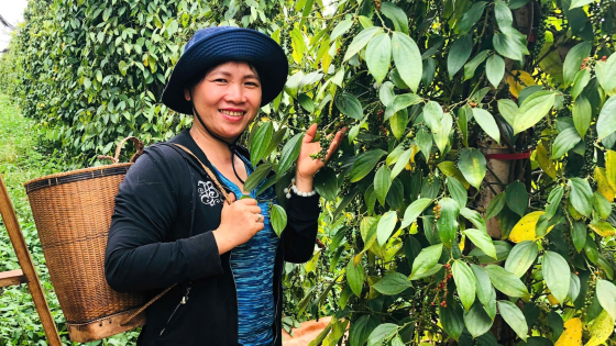 'Vàng đen' trở lại, nông dân phấn khởi thu hoạch