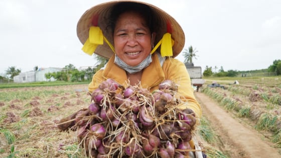 Hành tím Vĩnh Châu - Giữ nghề trên vùng đất 'khát'