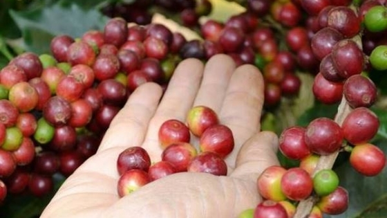 Coffee prices on 10/05/2024: The market rises sharply