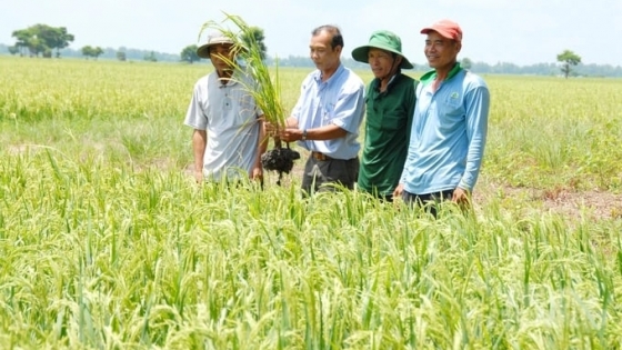 Vietnam Agricultural Extension: The imprints left behind