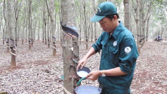 Giá cao su tăng mạnh sau bão Yagi