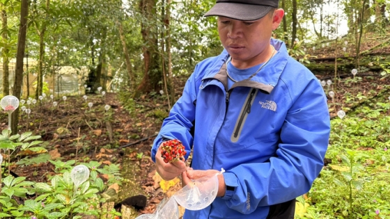 Quang Nam to become a production and supply center for Ngoc Linh ginseng seedlings