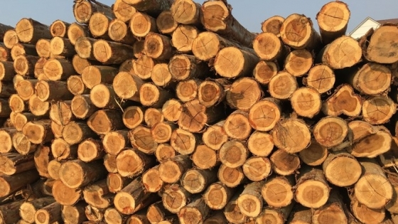 Planting large timber forests with FSC certification triples economic efficiency