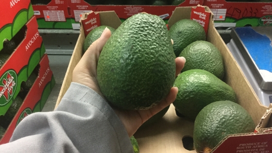 Professor Dr. Nguyen Minh Chau: Producing Lamb Hass avocado