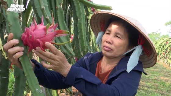 Thanh long ruột đỏ Lập Thạch - Cây làm giàu