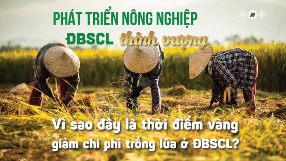 Vì sao đây là thời điểm vàng giảm chi phí trồng lúa ở ĐBSCL?