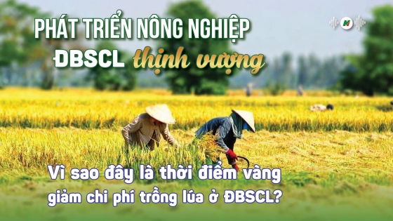 Áp dụng quy trình trồng lúa mới thống nhất cho cả vùng ĐBSCL, làm được không?