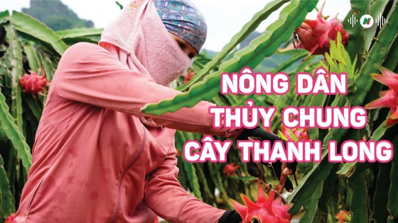 Nông dân Long An thủy chung với cây thanh long trước mọi biến động