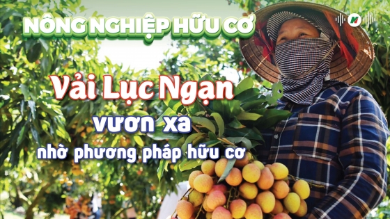 Vải Lục Ngạn vươn xa nhờ phương pháp hữu cơ