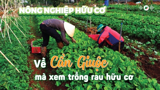 Về Cần Giuộc mà xem trồng rau hữu cơ