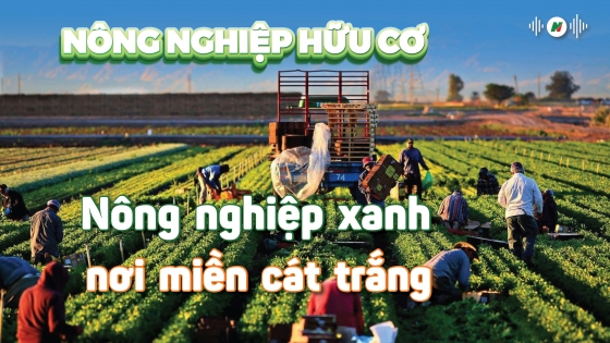 Nông nghiệp xanh nơi miền cát trắng