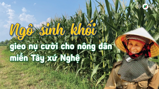 Ngô sinh khối gieo nụ cười cho nông dân miền Tây xứ Nghệ