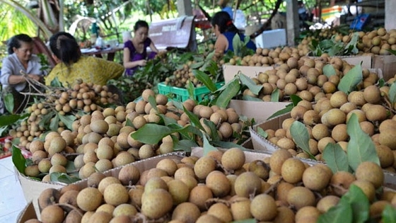 Cả vùng phấn khởi vì trồng nhãn hữu cơ