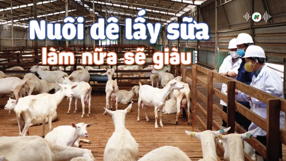 Nuôi dê lấy sữa làm nữa sẽ giàu