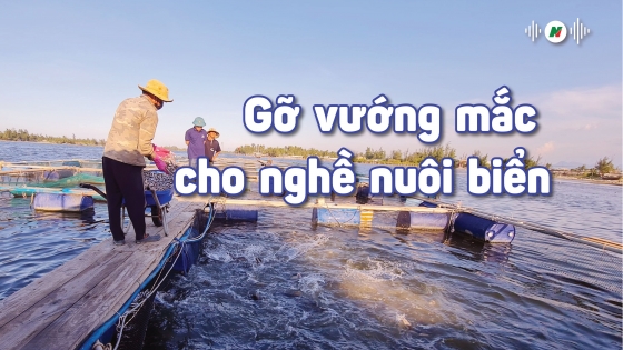 Gỡ vướng mắc cho nghề nuôi biển