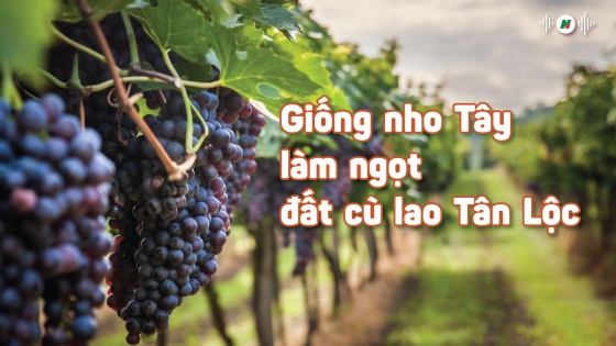 Giống nho Tây làm ngọt đất cù lao Tân Lộc