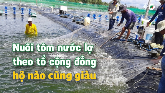 Nuôi tôm nước lợ theo tổ cộng đồng, hộ nào cũng giàu