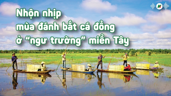 Nhộn nhịp mùa đánh bắt cá đồng ở 'ngư trường' miền Tây