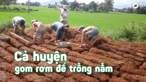 Cả huyện gom rơm để trồng nấm, thu nhập rất đều tay