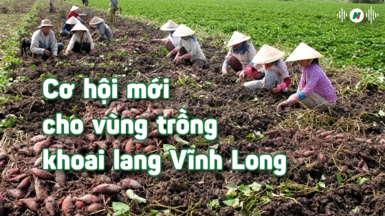 Cơ hội mới cho vùng trồng khoai lang Vĩnh Long