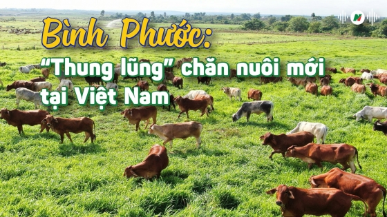 'Thung lũng' chăn nuôi mới tại Việt Nam