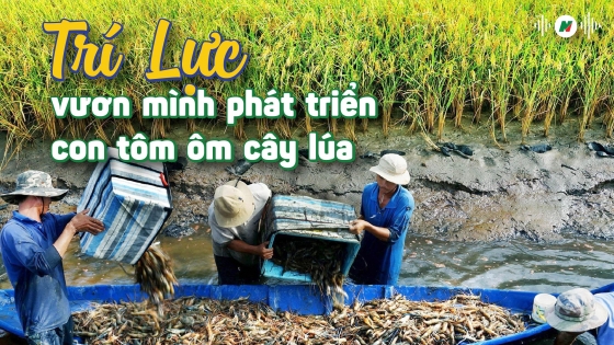 Trí Lực vươn mình phát triển con tôm ôm cây lúa