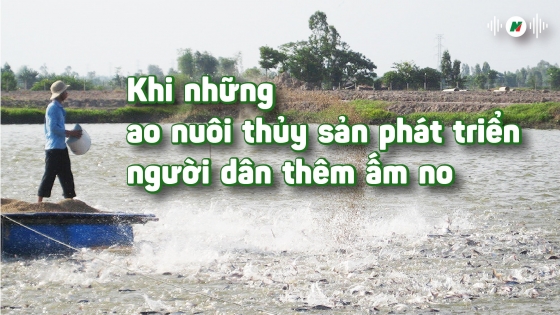 Khi những ao nuôi thủy sản phát triển, người dân thêm ấm no