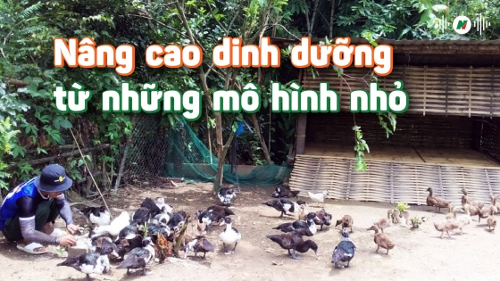 Nâng cao dinh dưỡng từ những mô hình nhỏ