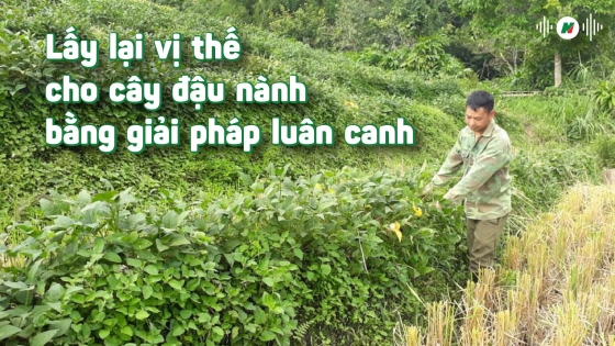 Lấy lại vị thế cho cây đậu nành bằng giải pháp luân canh