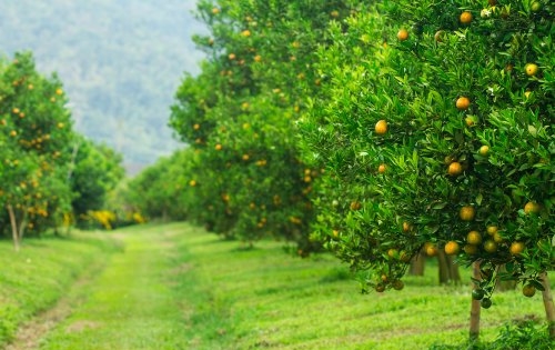 Bền đất, khỏe người nhờ làm nông nghiệp hữu cơ