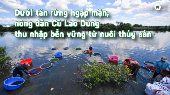 Nông dân Cù Lao Dung với sinh kế dưới tán rừng ngập mặn