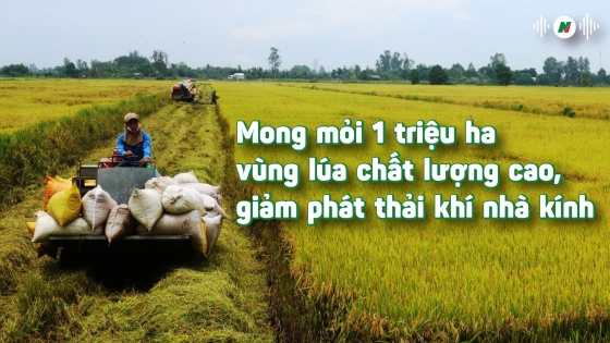 Mong mỏi một triệu ha lúa chất lượng cao